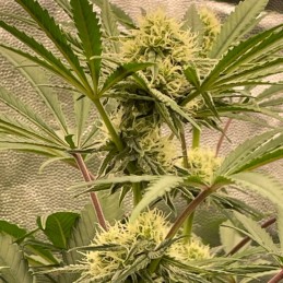 Nasiona marihuany Pineapple Glue - opis odmiany konopi