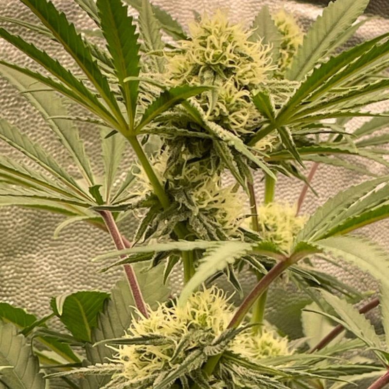 Nasiona marihuany Pineapple Glue - opis odmiany konopi