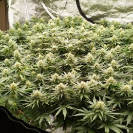 Nasiona marihuany OG Kush SFV - opis odmiany konopi