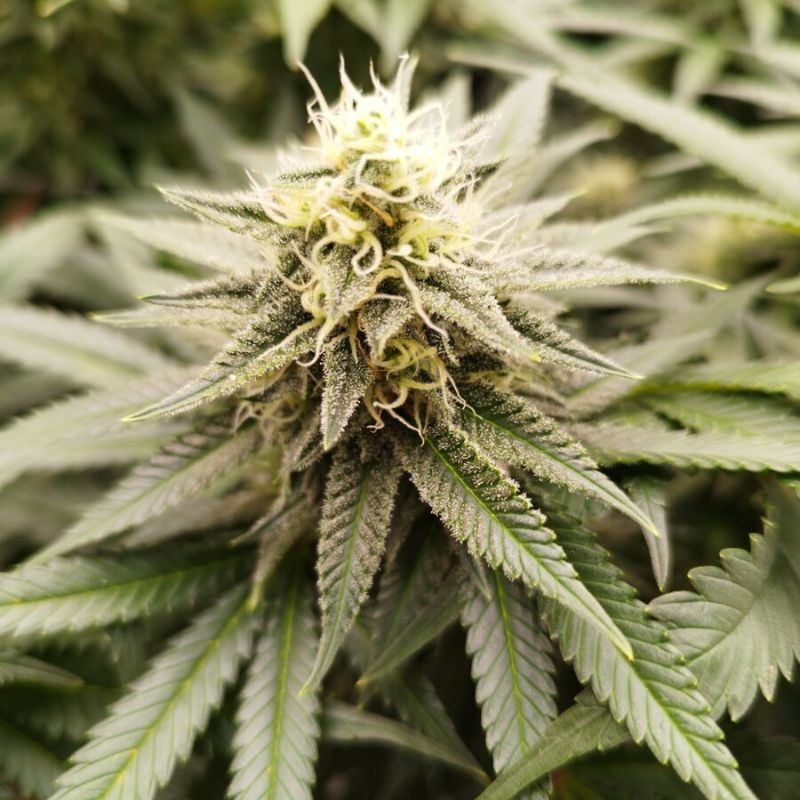 Nasiona marihuany Kaya 47 - opis odmiany konopi