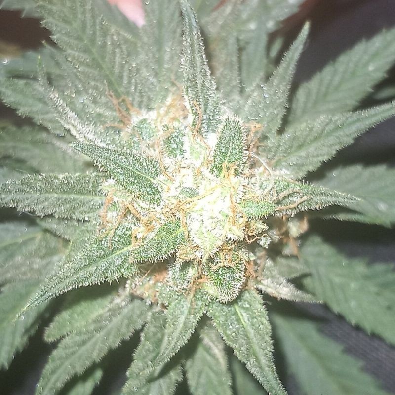 Nasiona marihuany Kali 47 - opis odmiany konopi