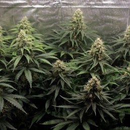Nasiona marihuany Jack Plant - opis odmiany konopi