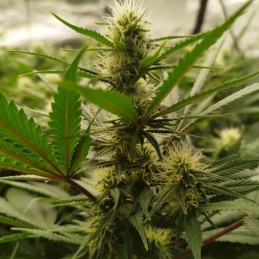 Nasiona marihuany Gorilla Blue - odmiana konopi