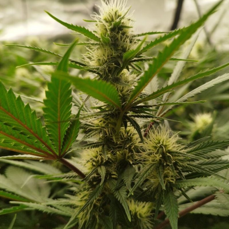 Nasiona marihuany Gorilla Blue - odmiana konopi
