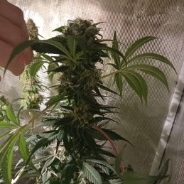 Nasiona marihuany Gelato 33 - odmiana konopi