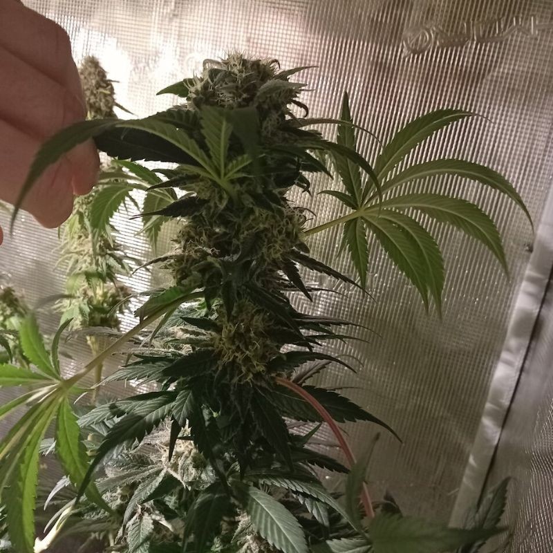 Nasiona marihuany Gelato 33 - odmiana konopi