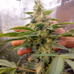Nasiona marihuany Feminized Collection 6 - odmiana konopi