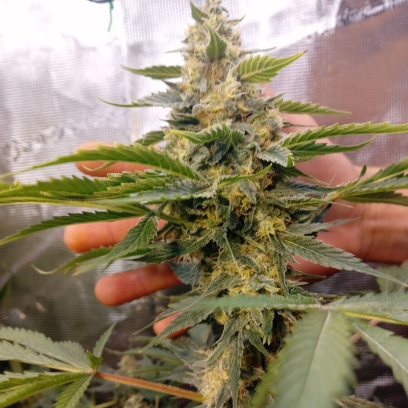 Nasiona marihuany Feminized Collection 6 - odmiana konopi