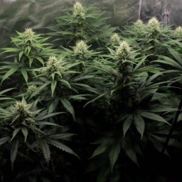 Nasiona marihuany Feminized Collection 5 - odmiana konopi