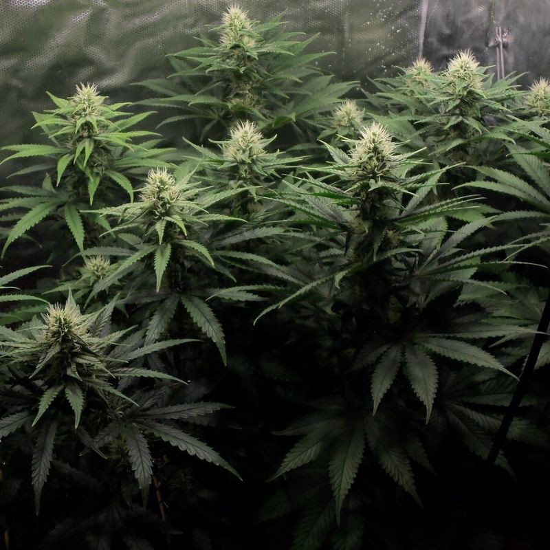 Nasiona marihuany Feminized Collection 5 - odmiana konopi