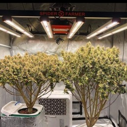 Nasiona marihuany Feminized Collection 4 - odmiana konopi