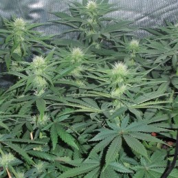 Nasiona marihuany Feminized Collection 2  - odmiana konopi