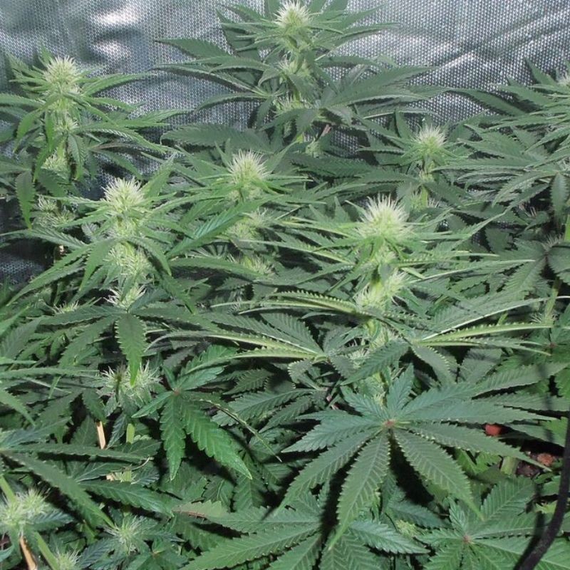 Nasiona marihuany Feminized Collection 2  - odmiana konopi