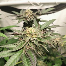 Nasiona marihuany Feminized Collection 1 - odmiana konopi