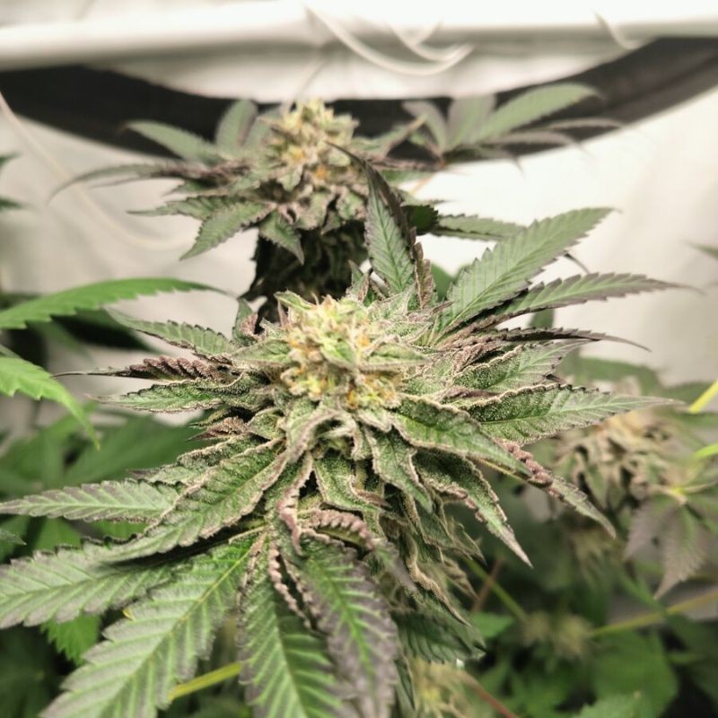 Nasiona marihuany Feminized Collection 1 - odmiana konopi