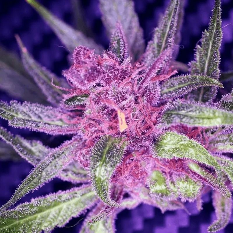 Nasiona marihuany Critical Purple Kush - odmiana konopi