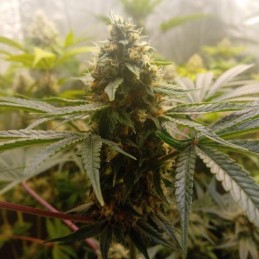 Nasiona marihuany Critical Mass - odmiana konopi