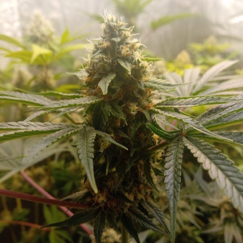 Nasiona marihuany Critical Mass - odmiana konopi