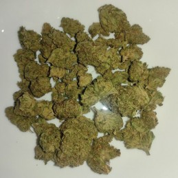 Nasiona marihuany Critical Lemon - odmiana konopi