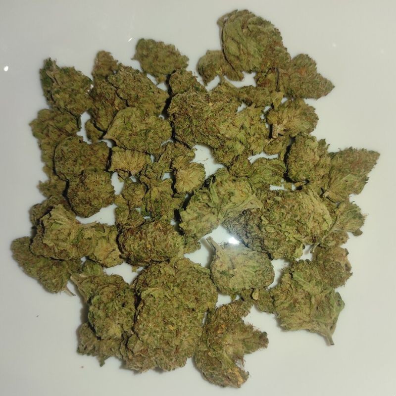 Nasiona marihuany Critical Lemon - odmiana konopi