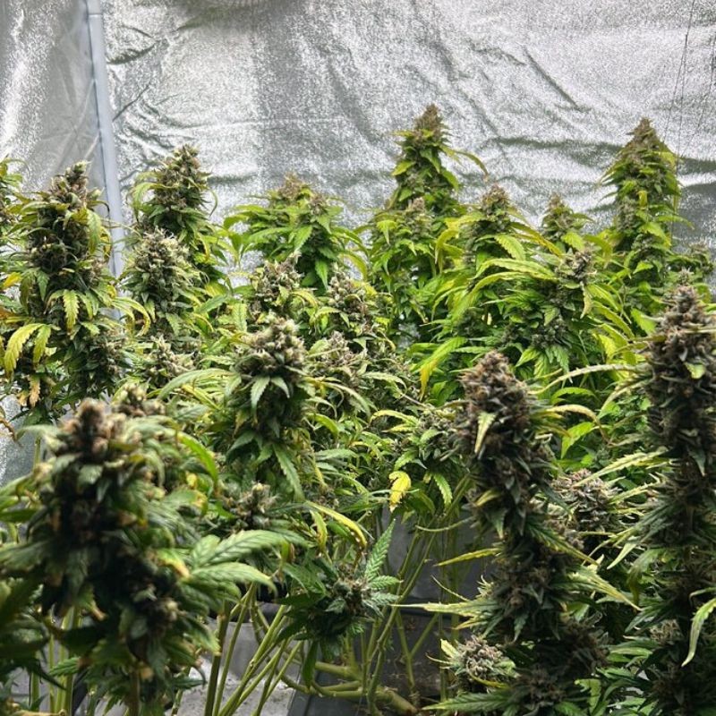 Nasiona marihuany Automatic Collection 4 - odmiana konopi