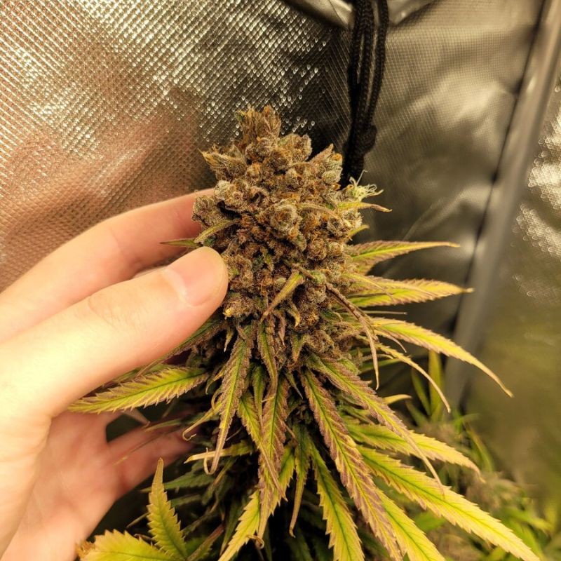 Nasiona marihuany Automatic Collection 3 - odmiana konopi