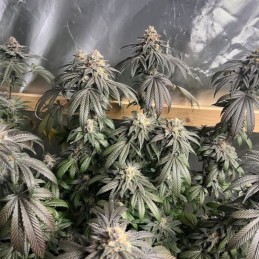 Automatic Collection 2