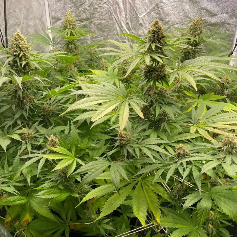 Nasiona marihuany automatyczne Auto Afghan Skunk - odmiana konopi