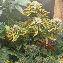 Nasiona marihuany automatyczne Auto Biodiesel Mass XXL - odmiana konopi