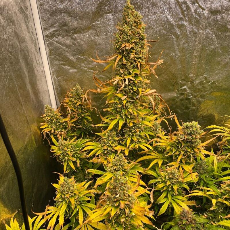 Nasiona marihuany automatyczne Auto Critical Mass - odmiana konopi