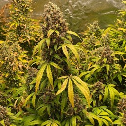 Nasiona marihuany automatyczne Auto Critical Soma - odmiana konopi