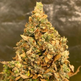 Nasiona marihuany automatyczne Auto Gelato 33 - odmiana konopi