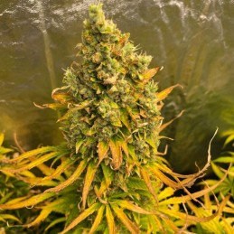 Nasiona marihuany automatyczne Auto Gorilla Blue - odmiana konopi
