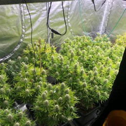 Nasiona marihuany automatyczne Auto Pineapple Glue - odmiana konopi