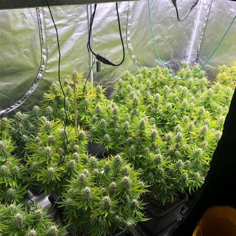 Nasiona marihuany automatyczne Auto Pineapple Glue - odmiana konopi