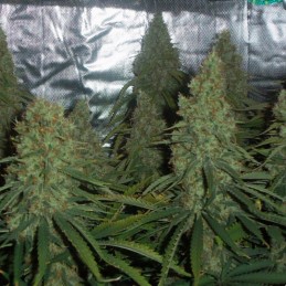 Nasiona marihuany automatyczne Auto Strawberry Gum - odmiana konopi