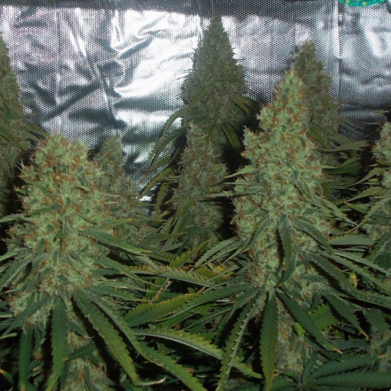 Nasiona marihuany automatyczne Auto Strawberry Gum - odmiana konopi