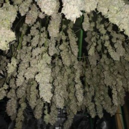 Nasiona marihuany automatyczne Auto Zkittlez - odmiana konopi