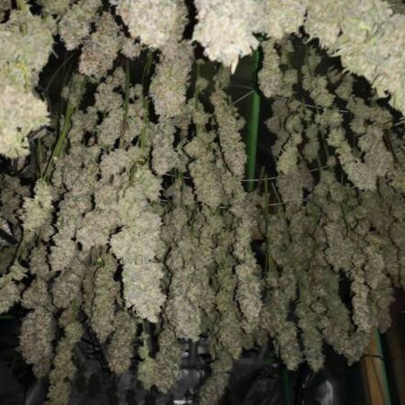 Nasiona marihuany automatyczne Auto Zkittlez - odmiana konopi