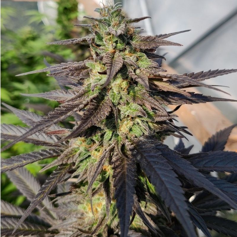 Nasiona marihuany Zamaldelica x Kali China - opis odmiany konopi