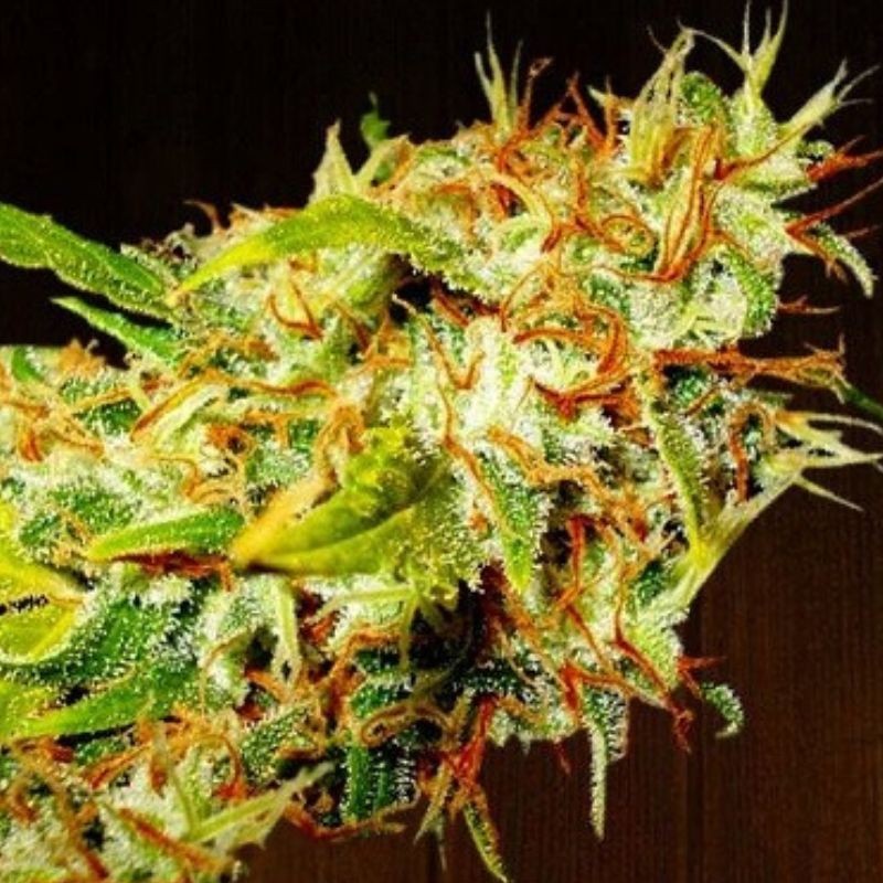 Nasiona marihuany Zamaldelica - opis odmiany konopi