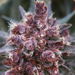 Nasiona marihuany Violeta - opis odmiany konopi
