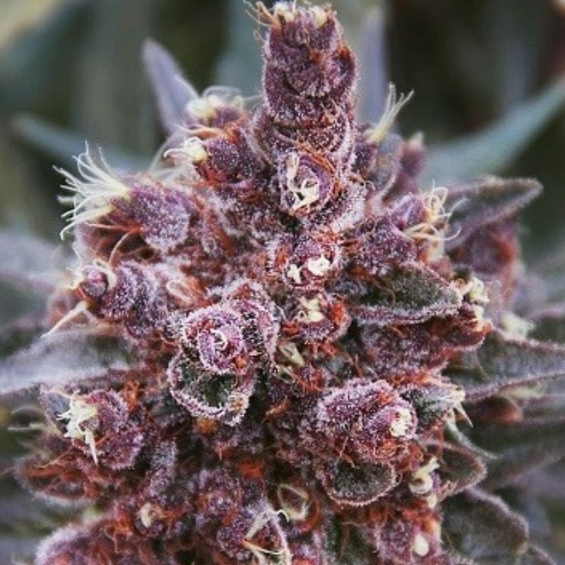 Nasiona marihuany Violeta - opis odmiany konopi