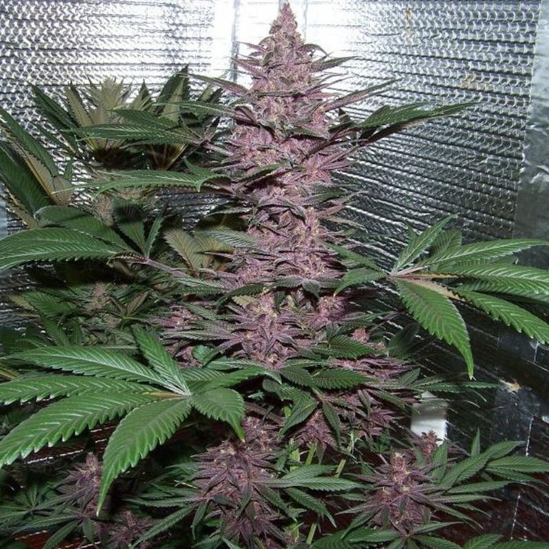 Nasiona marihuany Purple Haze X Malawi - opis odmiany konopi