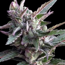 Nasiona marihuany Thai Chi - opis odmiany konopi