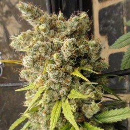 Nasiona marihuany Super Malawi Haze - opis odmiany konopi