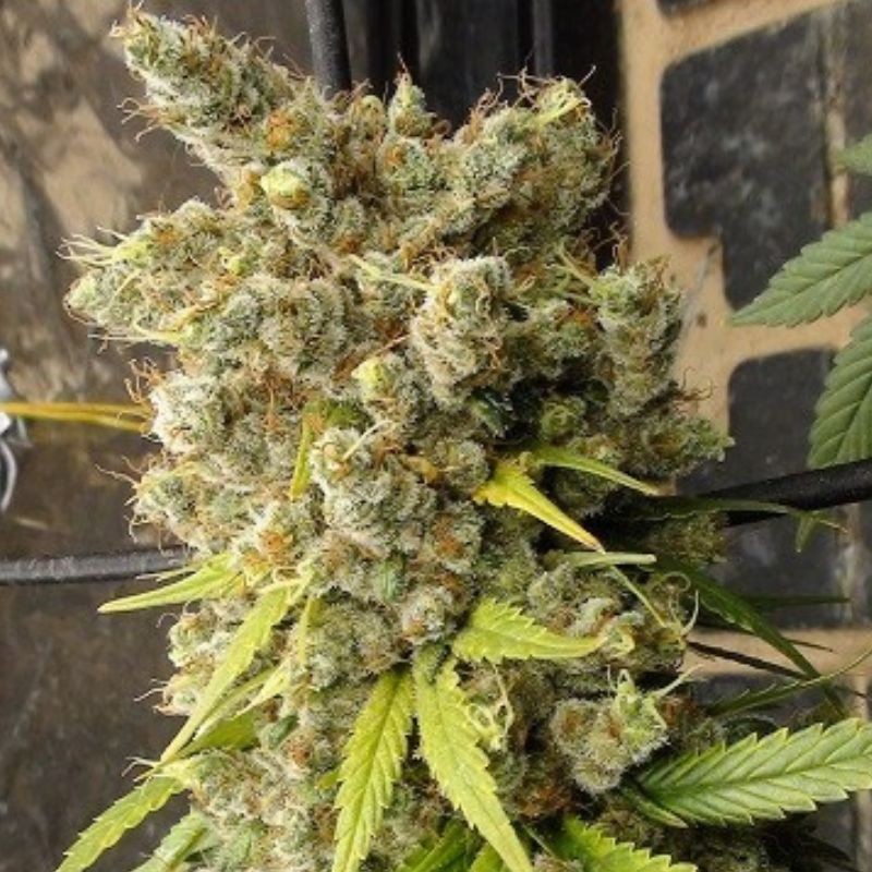 Nasiona marihuany Super Malawi Haze - opis odmiany konopi