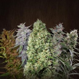 Nasiona marihuany Mix Feminized Seeds - opis odmiany konopi