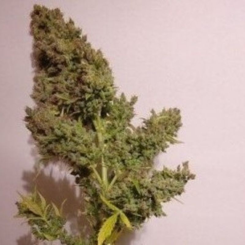 Nasiona marihuany automatyczne Auto Malawi X Northern Lights - odmiana konopi