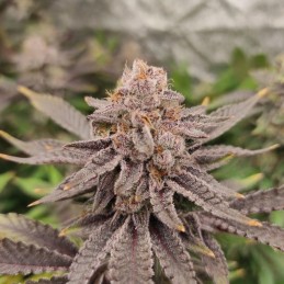 Nasiona marihuany Panama Haze - opis odmiany konopi